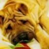 sallzy marizza!  :hi: mea